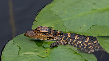Animals, Water, Leaves, Young, Joey, Crocodile, Self-Preservation HD wallpaper