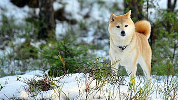 Animals, Dogs HD wallpaper