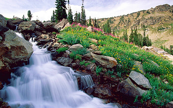 Waterfall at Grand Tetons NP, cascades, usa, stones, tree, wyoming HD wallpaper