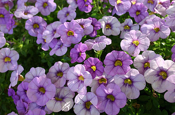 Flowers, Flower Bed, Flowerbed, Sharpness, Petunia HD wallpaper