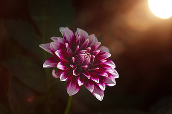 Dahlia, pink flower, bloom, portrait HD wallpaper