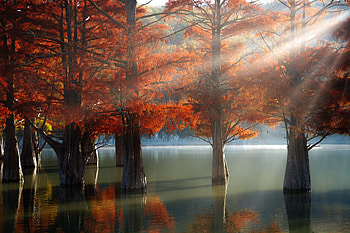 Autumn rays, Lake, Cypress, Rays, Trees, Autumn HD wallpaper