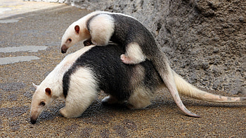 Anteater, Top backgrounds, Wildlife, Mammals HD wallpaper