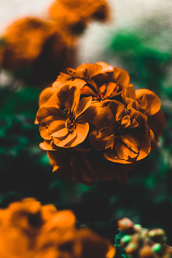 Flowers, Macro, Blur, Smooth, Tenderness HD phone wallpaper