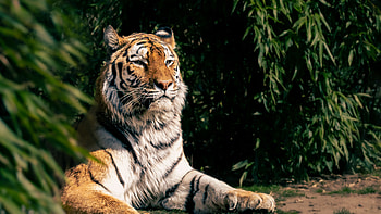 Tiger Is Lying Down With Stare Look In Green Trees Leaves Background Tiger HD wallpaper
