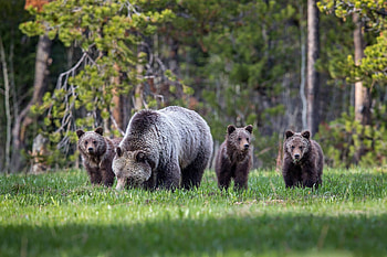 bear animals, animal, bears, fun, cool, forest HD wallpaper