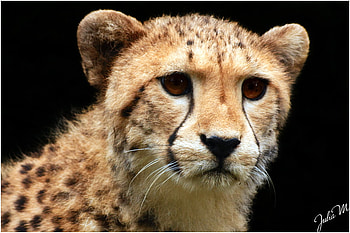 eyes-like-amber, animal, leopard, amber, eyes, nice HD wallpaper