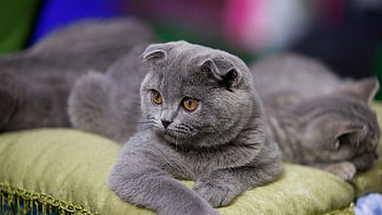 Scottish Fold, Cute and cuddly, Playful antics, Enchanting presence HD wallpaper