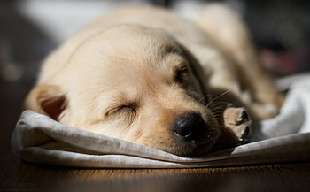 Sleeping, Labrador Retrievers HD wallpaper