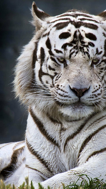 Tiger Close-up, Majestic creature, Striking features, Powerful presence HD phone wallpaper