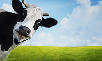 Distinctive cow , Beloved farm animal, Pastoral charm, Captivating visuals HD wallpaper