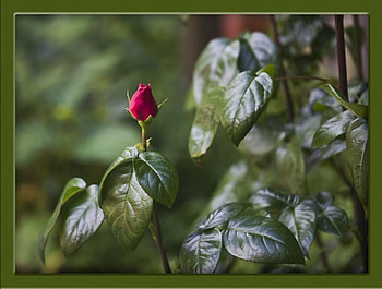 One rose, flowers, roses HD wallpaper