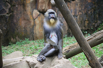 Animals, Monkey, Is Sitting, Sits, Mandrill HD wallpaper
