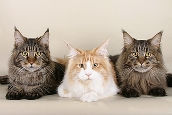 Animals, Cats, Fluffy, Beautiful, Three, Maine Coon, Maine HD wallpaper