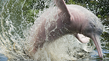 Amazonas, , dolfin de rio, agua dulce HD wallpaper