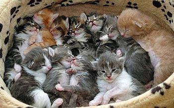 Oodles 'O Kittens, cats, graphy, animals, kittens HD wallpaper