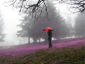Dreamland, mist, umbrella, lavender, trees, flowers, grass HD wallpaper