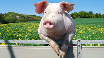 Pig love, Oink and snort, Curious snouts, Happy grunts HD wallpaper