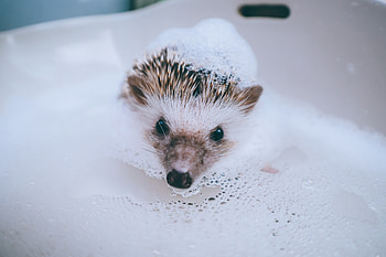 Hedgehog, animal, water, foam, bath, cute HD wallpaper