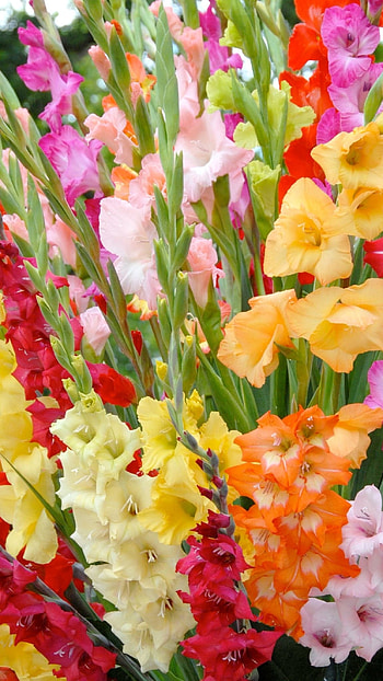 Gladioli, Gladioli Flowers HD phone wallpaper