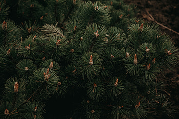 Nature, Needle, Branches, Spruce, Fir HD wallpaper