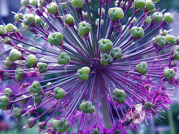 Dream Flower, beautiful, nature, dream, flower HD wallpaper