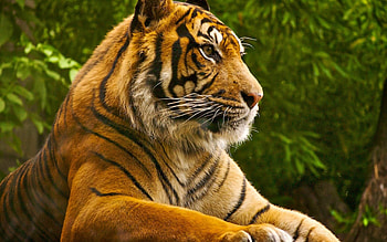 Tiger majesty, , Eye-catching backgrounds, Powerful presence HD wallpaper