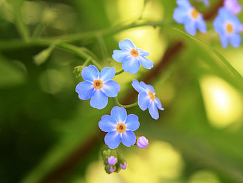 Plants, Flowers HD wallpaper