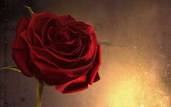 Artistic, Rose, Flower, Red Flower, Red Rose HD wallpaper