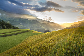 Breathtaking view of lush rice terraces against a mountainous sunset backdrop, capturing rural tranquility. HD wallpaper