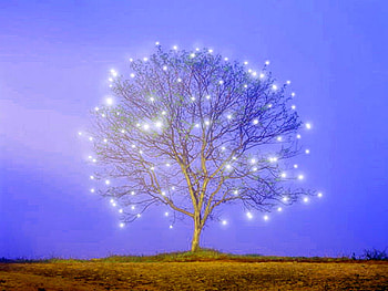 Christmas alone, blue, one, lights, misty, evening, tree HD wallpaper