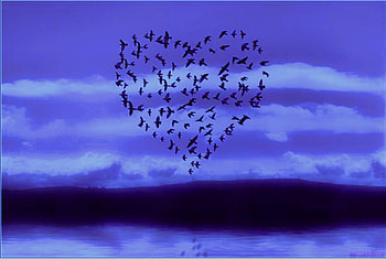 Wings of love, night, birds, flight, clouds blue sky, heart shape HD wallpaper