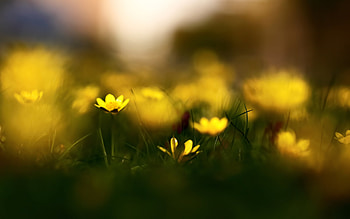 Plants, Flowers, Background HD wallpaper