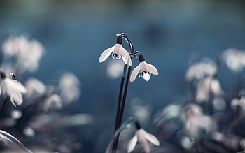 Plants, Flowers HD wallpaper