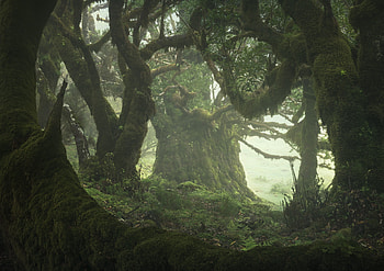 Fangorn, Movies, Enrico Fossati, Fangorn Forest HD wallpaper