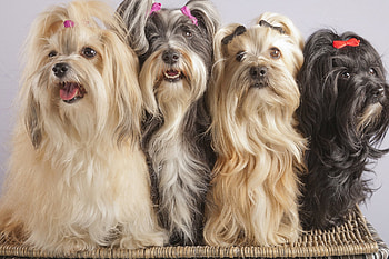 Dogs, sweet, puppies, cute, beautiful, playful, playful dog, puppy, dog face, pretty, animals, face, lovely HD wallpaper