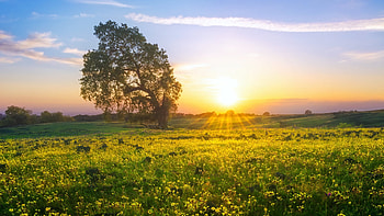 Lots of Wildflowers on Table Mountain in Northern California, sky, flowers, sunset, tree, usa HD wallpaper