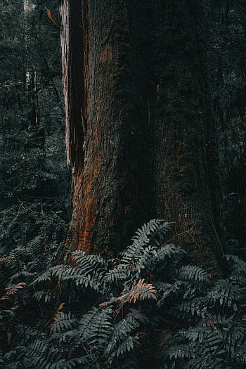 Nature, Wood, Fern, Forest, Tree, Trunk HD phone wallpaper