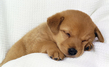 Sweet sleeping puppie, sweet, dog, animals, puppie, cute HD wallpaper