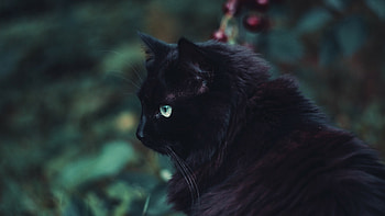 Fluffy black cat, , Soft and cuddly, Mesmerizing fur HD wallpaper