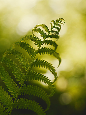 Plant, Macro, Fern, Branch HD phone wallpaper
