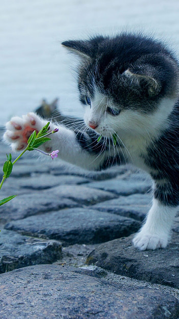 Cute feline friend, Playful pets, Mobile , Adorable HD phone wallpaper