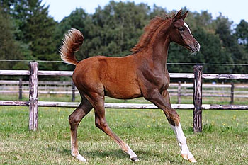 Arabian Foal 1, horses, animals, arabian, nature, pony HD wallpaper