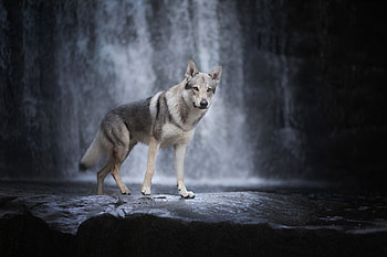 WolfDog, dog, animal, Wolf, waterfall HD wallpaper