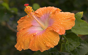 Hibiscus , Vibrant , Stunning , Natural beauty HD wallpaper