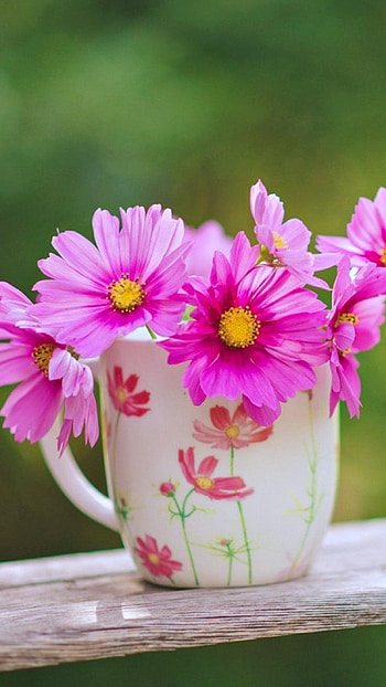 Flowers , Flower Mug HD phone wallpaper