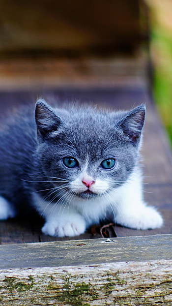 Cute kitten, Blue eyes, Adorable HD phone wallpaper