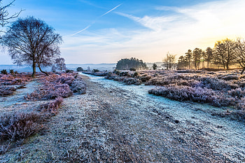 Nature, Trees, Road, Frost, Hoarfrost HD wallpaper
