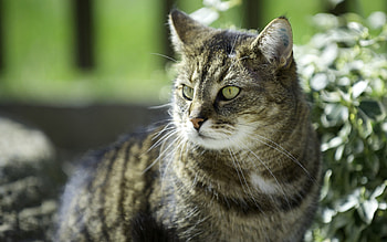 Animals, Grass, Shine, Light, Cat, Sadness, Sight, Opinion, Sorrow HD wallpaper