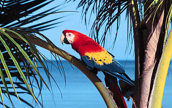 Animals, Parrots, Bright, Bird, Wood, Tree, Branch, Color HD wallpaper